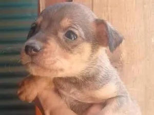 Cachorro raça SRD-ViraLata idade Abaixo de 2 meses nome Machinho 1