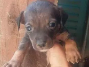 Cachorro raça SRD-ViraLata idade 2 a 6 meses nome Machinho 2