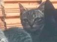 não sei informar o nome deles