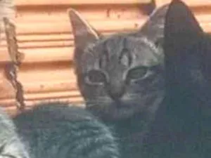 Gato raça SRD-ViraLata idade 7 a 11 meses nome não sei informar o nome deles