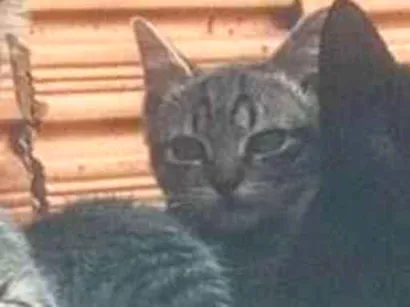 Gato raça SRD-ViraLata idade 7 a 11 meses nome não sei informar o nome deles