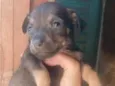 Machinho 3
