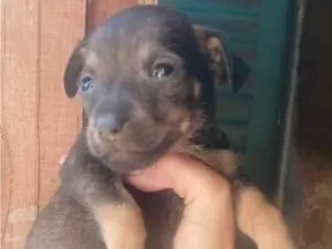 Cachorro raça SRD-ViraLata idade Abaixo de 2 meses nome Machinho 3