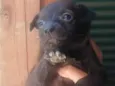 Machinho 4