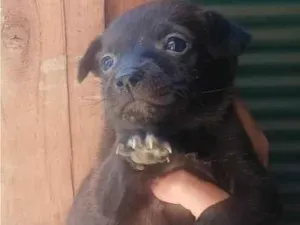 Cachorro raça SRD-ViraLata idade Abaixo de 2 meses nome Machinho 4