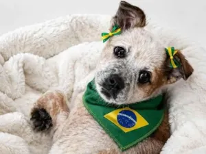 Cachorro raça SRD-ViraLata idade 2 a 6 meses nome Julie