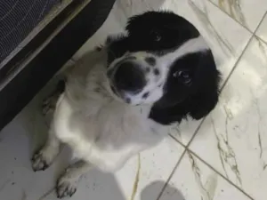 Cachorro raça SRD-ViraLata idade 7 a 11 meses nome Ella