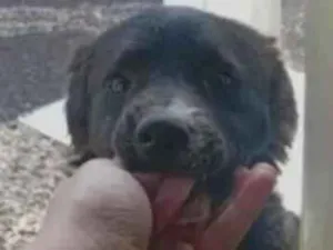 Cachorro raça SRD-ViraLata idade 2 a 6 meses nome Amora