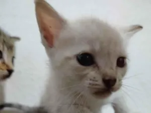 Gato raça SRD-ViraLata idade Abaixo de 2 meses nome marrie,branquinha