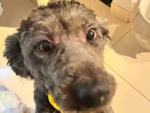 Cachorro raça Poodle idade 1 ano nome bob