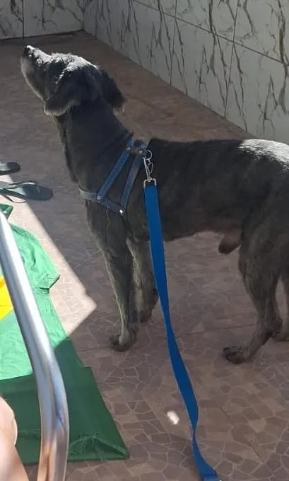 Cachorro raça Poodle idade 6 ou mais anos nome Bob