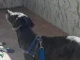 Bob