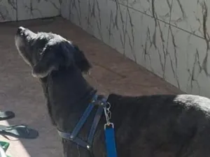 Cachorro raça Poodle idade 6 ou mais anos nome Bob