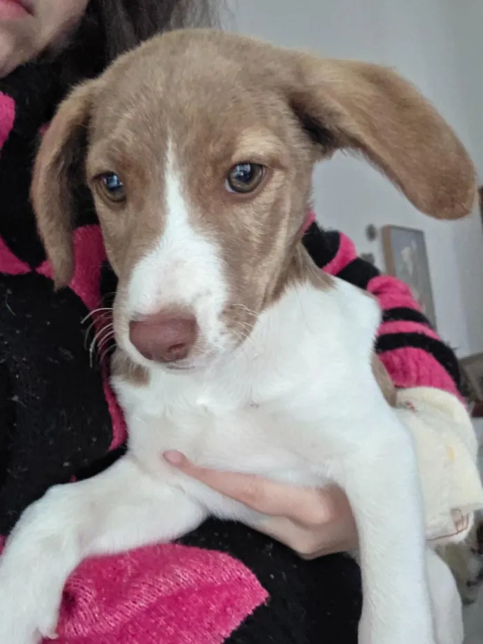 Cachorro raça SRD-ViraLata idade 2 a 6 meses nome Marronzinha