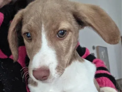 Cachorro raça SRD-ViraLata idade 2 a 6 meses nome Marronzinha