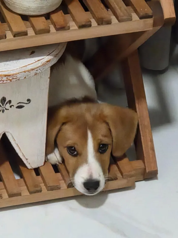 Cachorro raça SRD-ViraLata idade 2 a 6 meses nome Malhado
