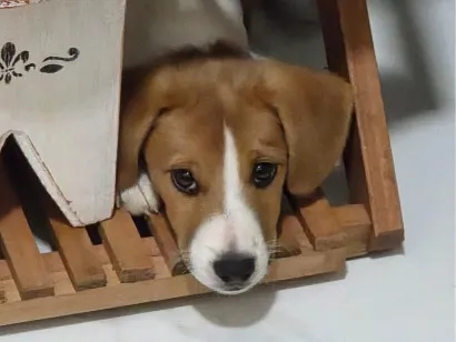 Cachorro raça SRD-ViraLata idade 2 a 6 meses nome Malhado