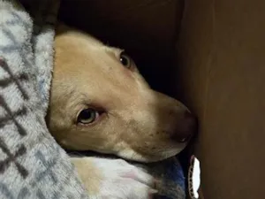 Cachorro raça SRD-ViraLata idade 2 a 6 meses nome caramelinha