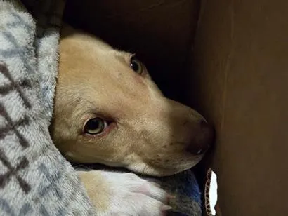 Cachorro raça SRD-ViraLata idade 2 a 6 meses nome caramelinha