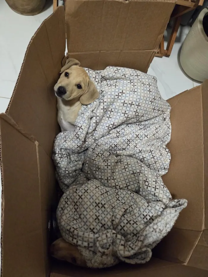 Cachorro raça SRD-ViraLata idade 2 a 6 meses nome caramelinho