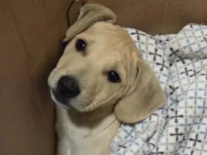 Cachorro raça SRD-ViraLata idade 2 a 6 meses nome caramelinho