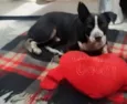 FUMAÇA 