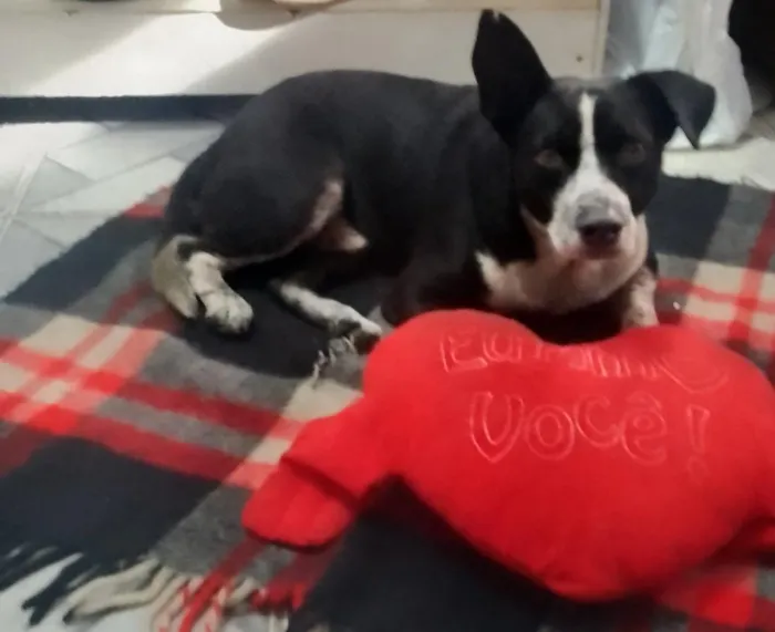Cachorro raça SRD-ViraLata com Pitbull  idade 3 anos nome FUMAÇA 