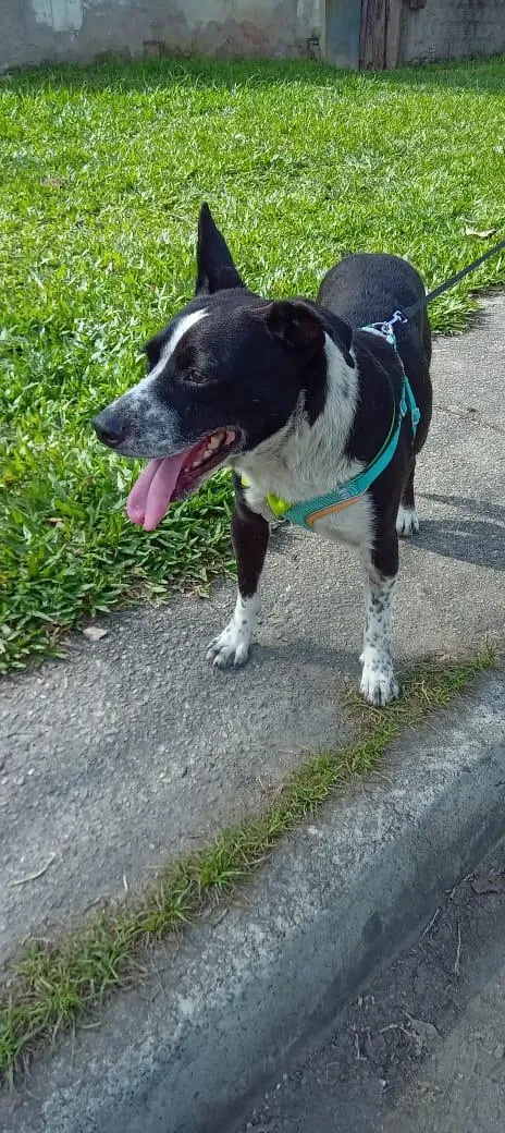 Cachorro raça SRD-ViraLata com Pitbull  idade 3 anos nome FUMAÇA 
