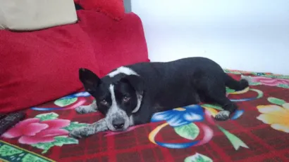 Cachorro raça SRD-ViraLata com Pitbull  idade 3 anos nome FUMAÇA 