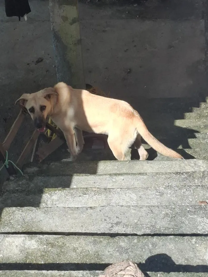 Cachorro raça SRD-ViraLata idade 7 a 11 meses nome Hanna
