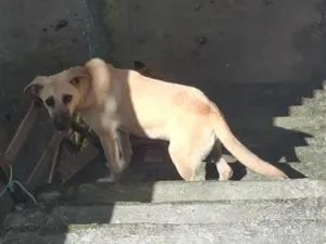 Cachorro raça SRD-ViraLata idade 7 a 11 meses nome Hanna