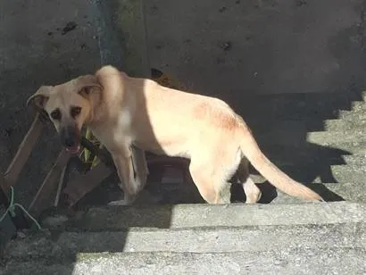 Cachorro raça SRD-ViraLata idade 7 a 11 meses nome Hanna