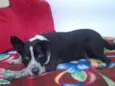 FUMAÇA 