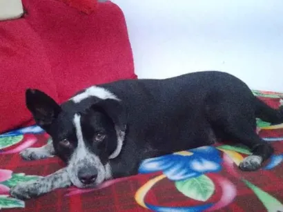 Cachorro raça SRD-ViraLata com Pitbull  idade 3 anos nome FUMAÇA 