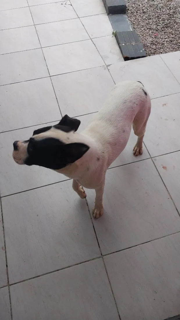 Cachorro raça Boxer idade 2 anos nome Zafira