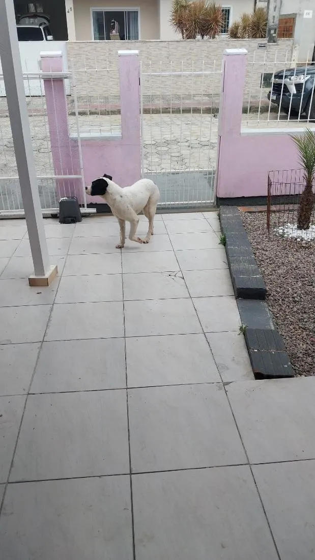 Cachorro raça Boxer idade 2 anos nome Zafira