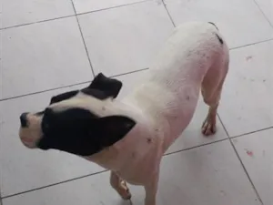 Cachorro raça Boxer idade 2 anos nome Zafira