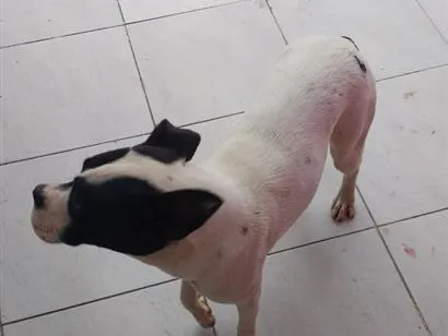Cachorro raça Boxer idade 2 anos nome Zafira