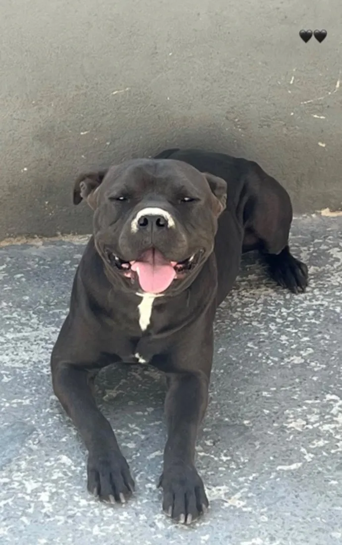 Cachorro raça Pit-Bull idade 3 anos nome Negão 