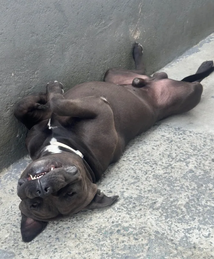 Cachorro raça Pit-Bull idade 3 anos nome Negão 