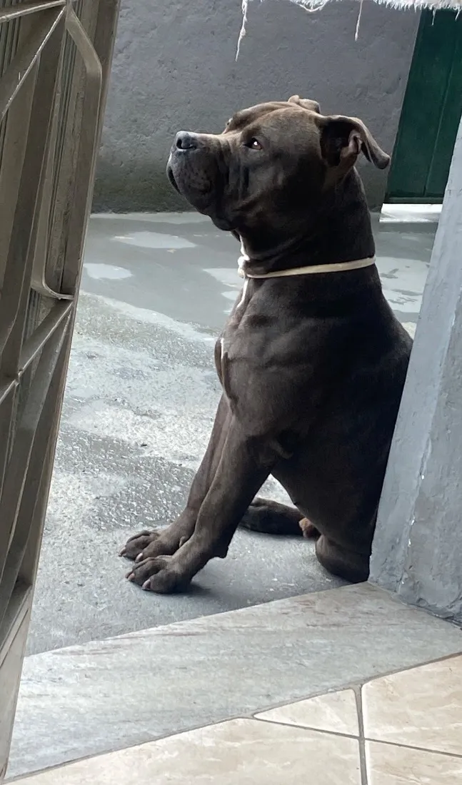Cachorro raça Pit-Bull idade 3 anos nome Negão 