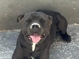 Cachorro raça Pit-Bull idade 3 anos nome Negão 