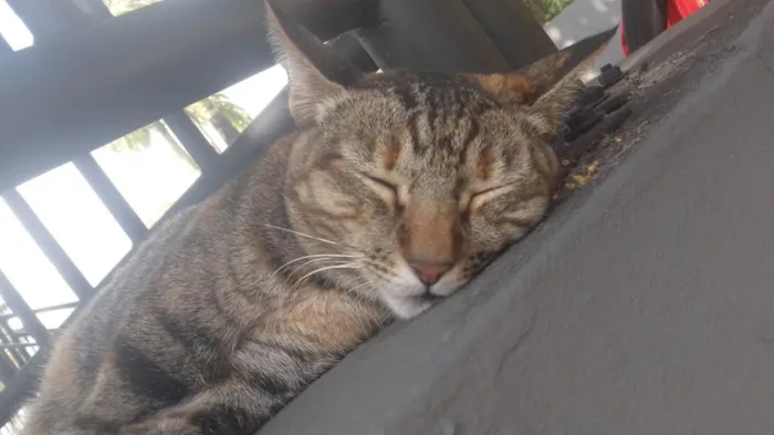 Gato raça SRD-ViraLata idade 3 anos nome Magali