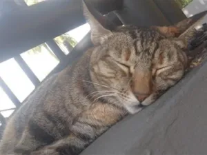 Gato raça SRD-ViraLata idade 3 anos nome Magali