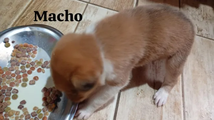 Cachorro raça SRD-ViraLata idade 2 a 6 meses nome não possuem 