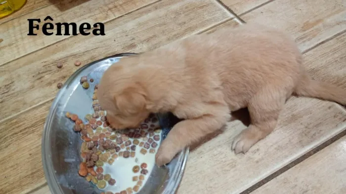 Cachorro raça SRD-ViraLata idade 2 a 6 meses nome não possuem 