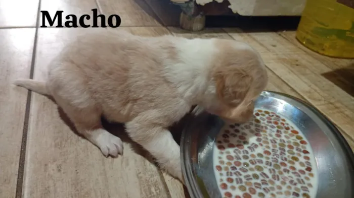 Cachorro raça SRD-ViraLata idade 2 a 6 meses nome não possuem 