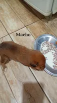 não possuem 