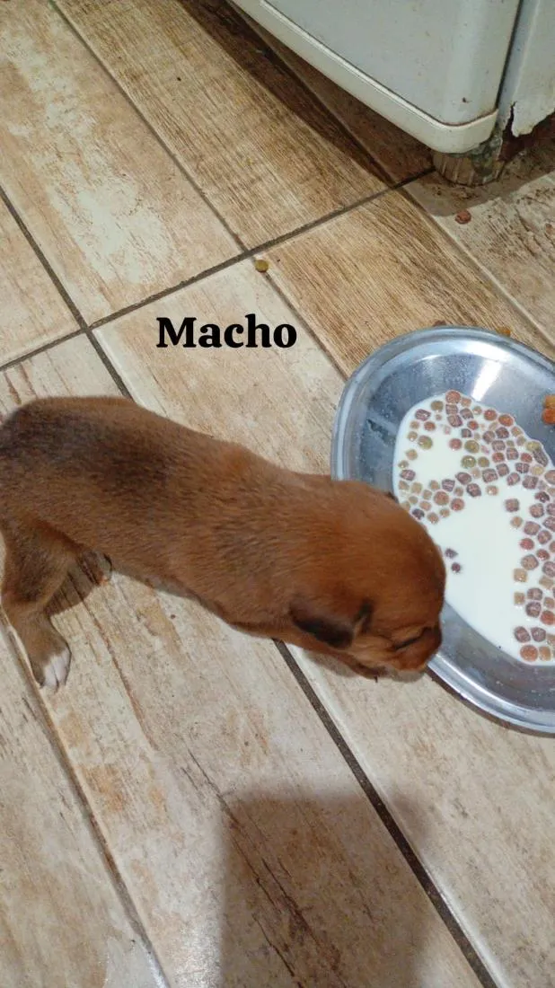 Cachorro raça SRD-ViraLata idade 2 a 6 meses nome não possuem 