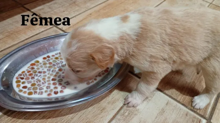 Cachorro raça SRD-ViraLata idade 2 a 6 meses nome não possuem 